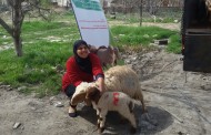 Forty Sheep and Forty Lamb found a new home with a Needy Family