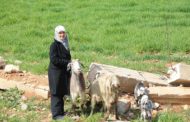 Reducing Poverty in Baalbeck-Hermel through Livestock Farming