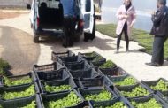 Supporting Local Farmers through Seedlings Production