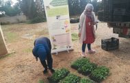 Every Day is a Good Day to Support a Farmer: Winter Seedlings Distribution in Baalbeck