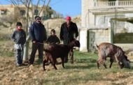 Livelihood through Goat Farming: Sustaining Vulnerable Families